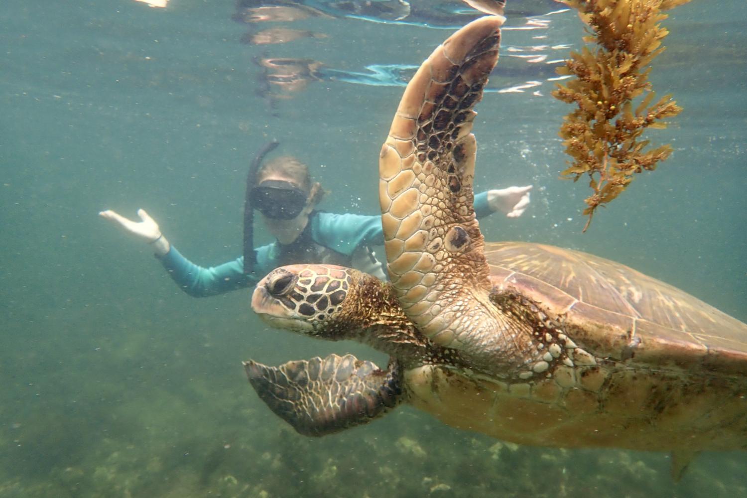一名<a href='http://gk46.lcxjj.net'>bv伟德ios下载</a>学生在Galápagos群岛游学途中与一只巨龟游泳.